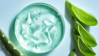 Aloe vera plant leaves and gel