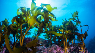 Green Seaweed Underwater