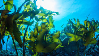 Green Seaweed Underwater