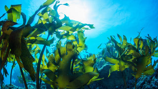 Green Seaweed in Water