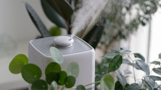 Humidifier next to plants