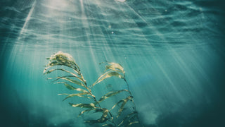 Seaweed underwater with sunbeams coming down